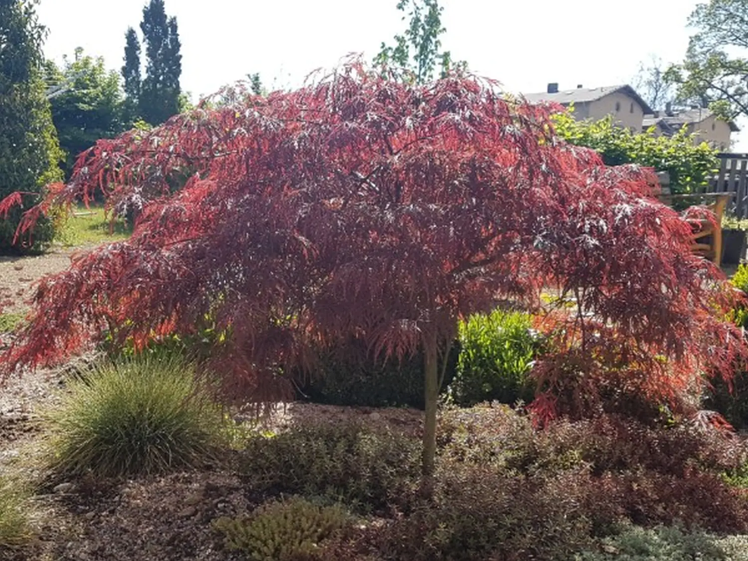 Gartenblume von Schirmer Gartenträume GmbH