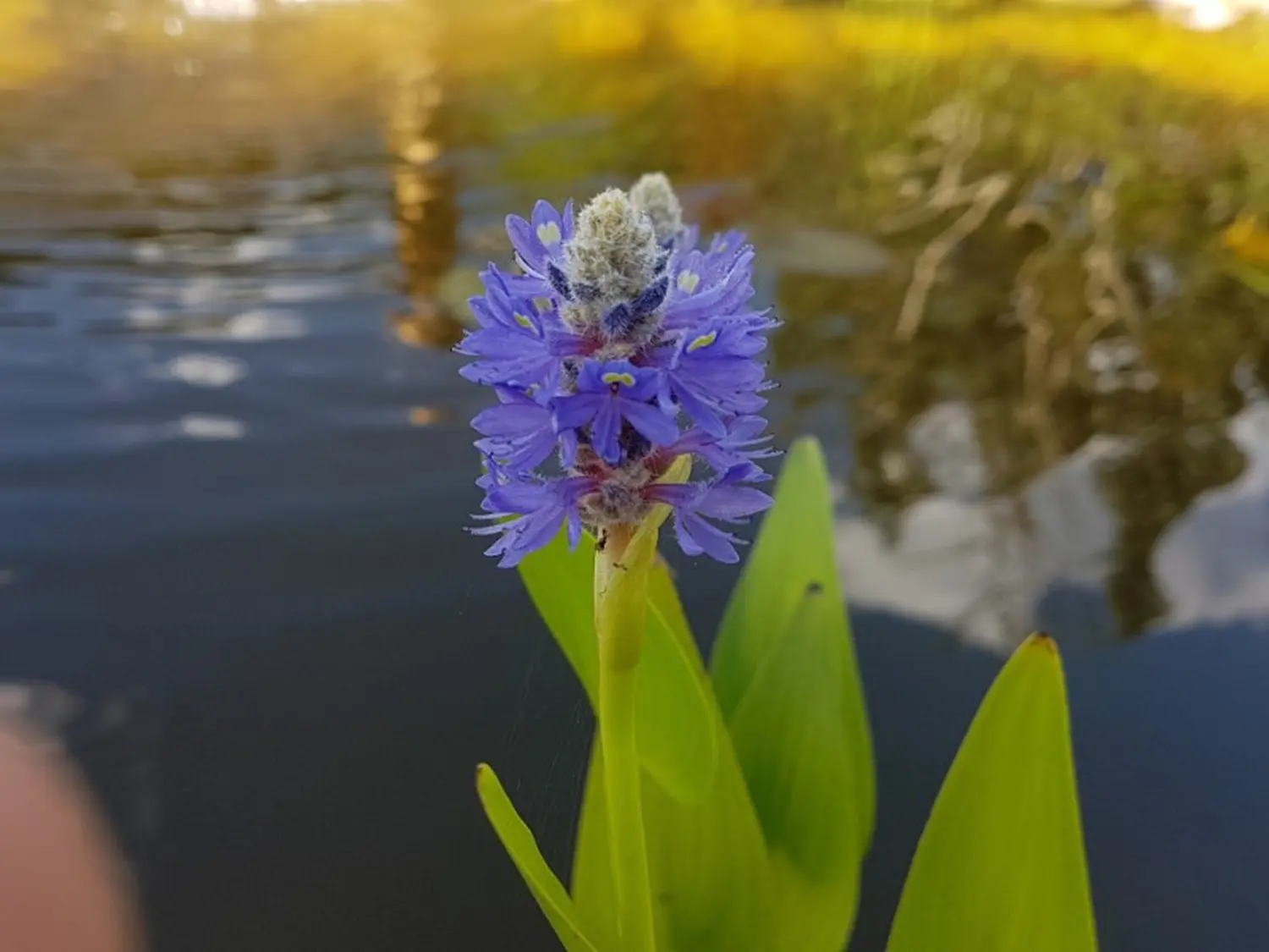 Gartenblume von Schirmer Gartenträume GmbH